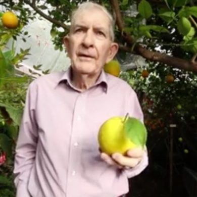 Man in pink dress shirt holding citrus fruit