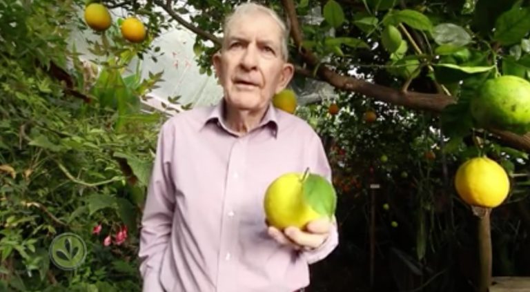 Man in pink dress shirt holding citrus fruit