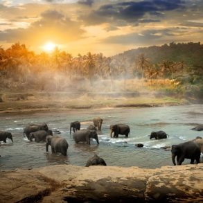 What is the goal of wildlife conservation?