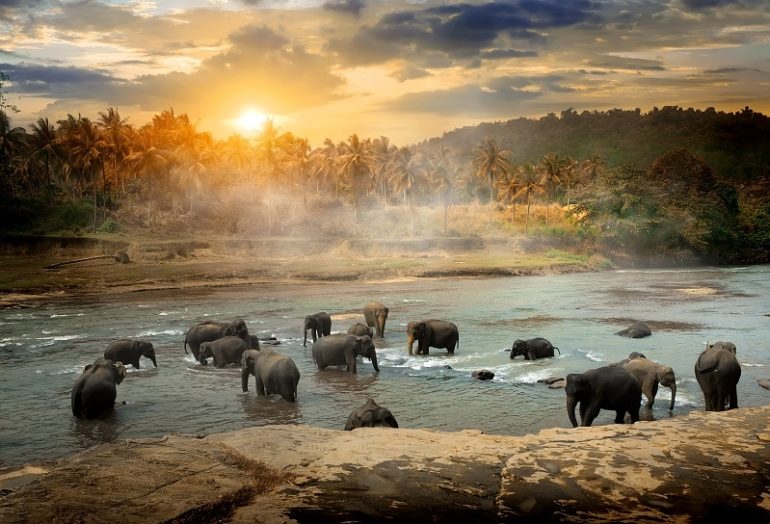 What is the goal of wildlife conservation?
